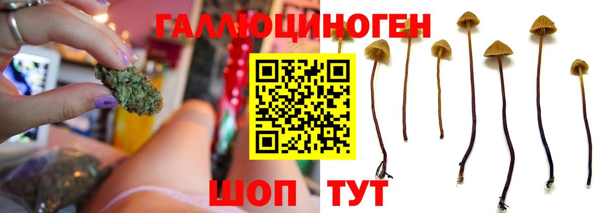Сорочинск  Галлюциногенные грибы MAGIC MUSHROOMS  Вход с VPN 